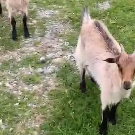 Vendégház Hotel-restorant Pepushaj *