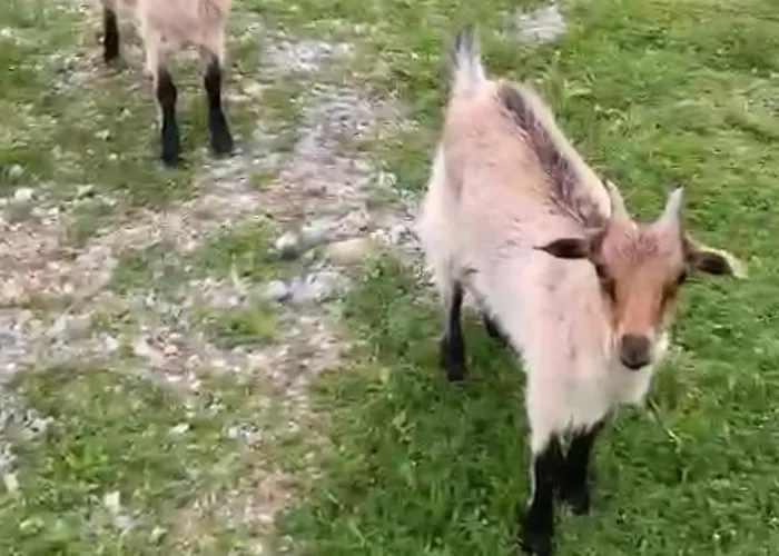 Affittacamere Hotel-restorant Pepushaj *